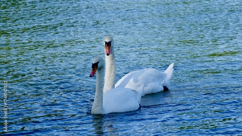 Schwan, Schwäne am Ufer und im Wasser