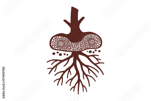 plant root structure with nodules