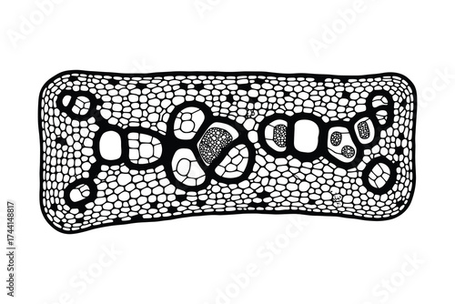 plant stem cross section cells