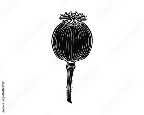 poppy seed pod line art