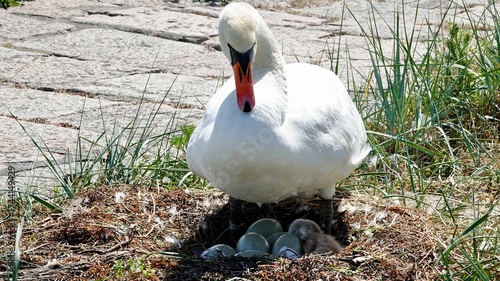 Schwan, Schwäne am Ufer und im Wasser