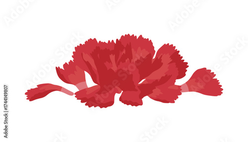 Red carnation flower on white background