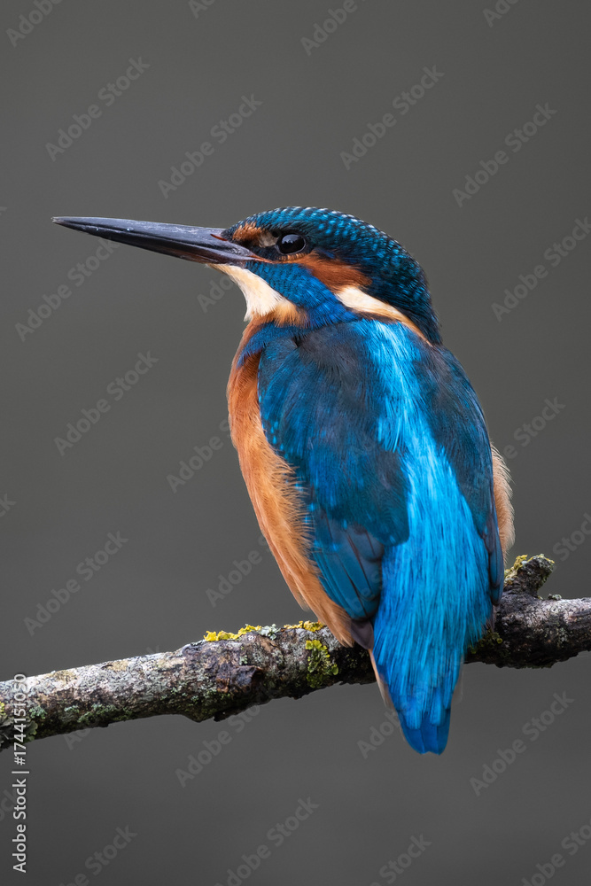 Fototapeta premium Kingfisher