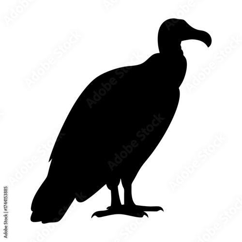 Vector art of silhouette of a vulture, a carrion bird with a curved beak, standing with its feathers puffed out