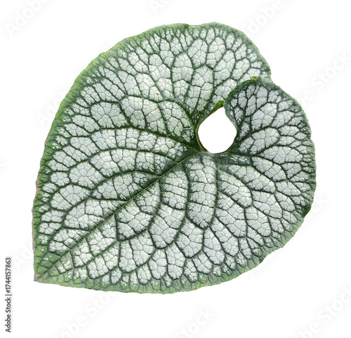 brunner large-leaved. texture of a large light leaf with dark veins isolated on a white background.