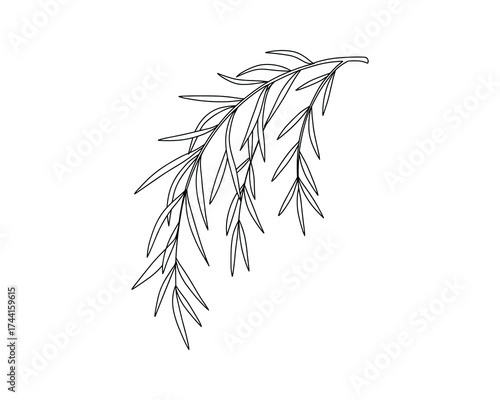 Weeping willow tree branch outline