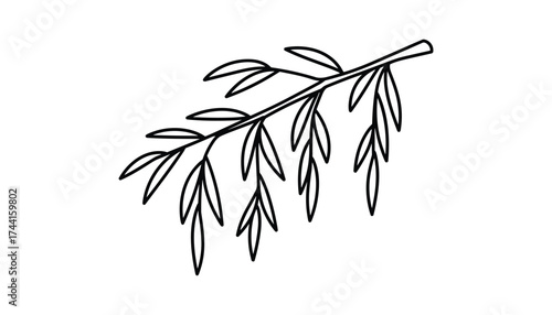 Willow Branch Outline