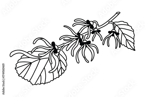 Witch hazel branch outline botanical drawing