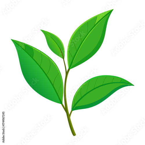 Vector art of green tea leaves, a symbol of freshness