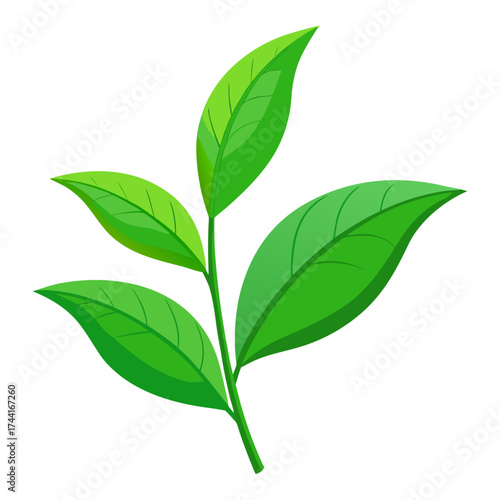 Vector art of green tea leaves, a symbol of freshness