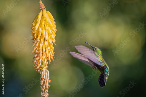 Hummingbird
