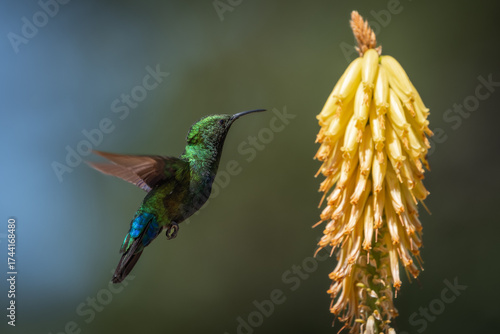 Hummingbird