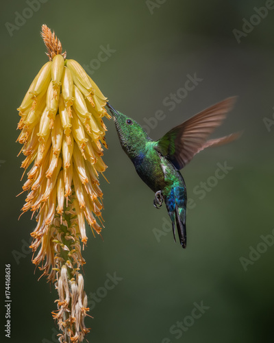 Hummingbird