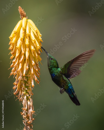 Hummingbird