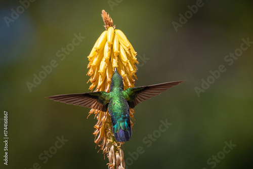 Hummingbird