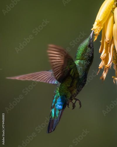 Hummingbird