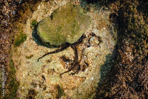 High-angle macro shot of a dark brittle star camouflaged among green and brown algae and rocks in a shallow, sunlit tidal pool.