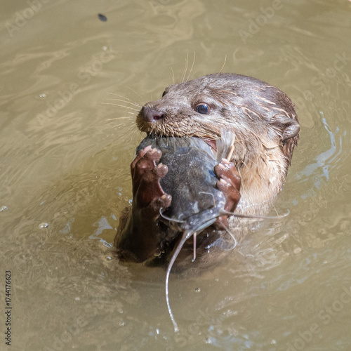 Otter