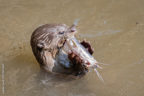 Otter