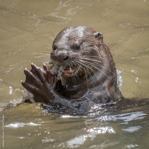 Otter