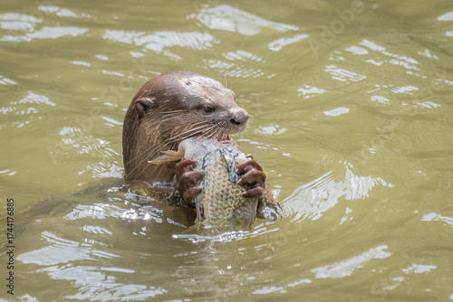 Otter