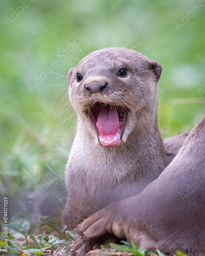 Otter