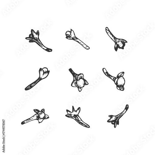 Dried cloves spice. Hand-drawn ink vector illustration. Design element for labels, recipes, and menus.