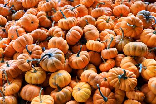 Slika na platnu Canon EOS Rural, Pumpkins, Fall, Autumn