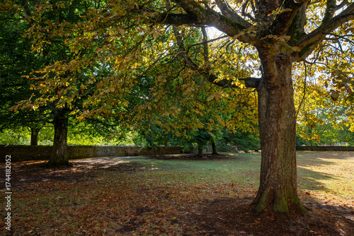 Early autumn scene in a park in Salisbury, Wiltshire, UK.  Trees with fallen leaves on the ground.