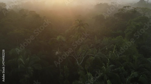 Vista aérea com voo de drone ao nascer do sol em Morretes no litoral do Paraná sobre a mata atlântica com vista para as copas das árvores da floresta