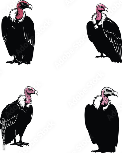 Vector Vulture Set Colored Silhouette Scavenger Bird Condor