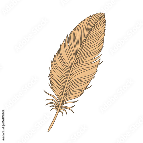 feather isolated on white background