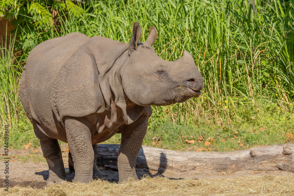 Naklejka premium portrait of an adult rhinoceros on a sunny day on a natural background