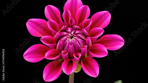 Stunning Magenta Dahlia Flower Blooming Time Lapse Video.