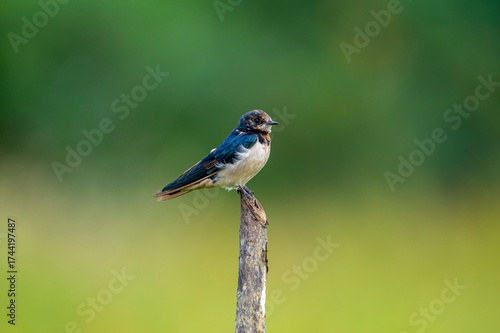 A beautiful Barn Swallow, with iridescent blue-black upperparts and a rusty throat and forehead, perches on a weathered branch against a softly blurred green background.