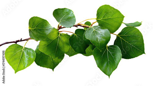 A close-up shot of a Quaking Aspen tree branch with vibrant green leaves against transparent or white background.