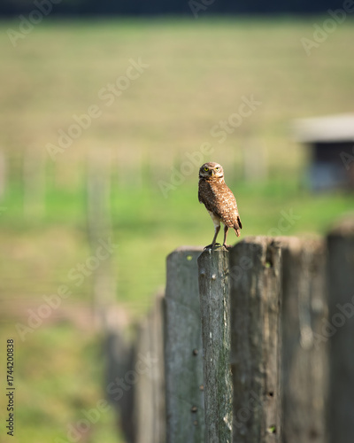 Burrowing owl perched on wooden fence post in rural farmland with blurred green field background, curious wild owl staring directly at camera