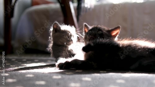 Small kittens play on wooden floor in rural home, sunlight streaming from window highlights their fur and floating dust, creating warm, peaceful, and cozy atmosphere.