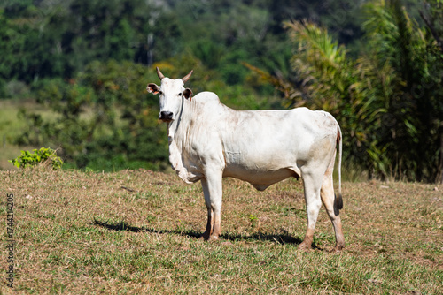 White Nelore cattle standing on grassy pasture in rural farmland with green trees in background, livestock beef breed bull in natural outdoor environment