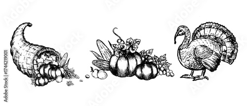 Compositions for Thanksgiving Day - Cornucopia with harvest, Pumpkins, grape and corns, Turkey bird in vintage linear style. Hand drawn vector illustration isolated. Horizontal border for thanksgiving