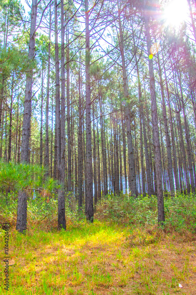 Fototapeta premium autumn forest in the morning