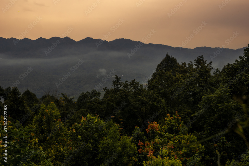 Obraz premium Beautiful mountain forest at sunset
