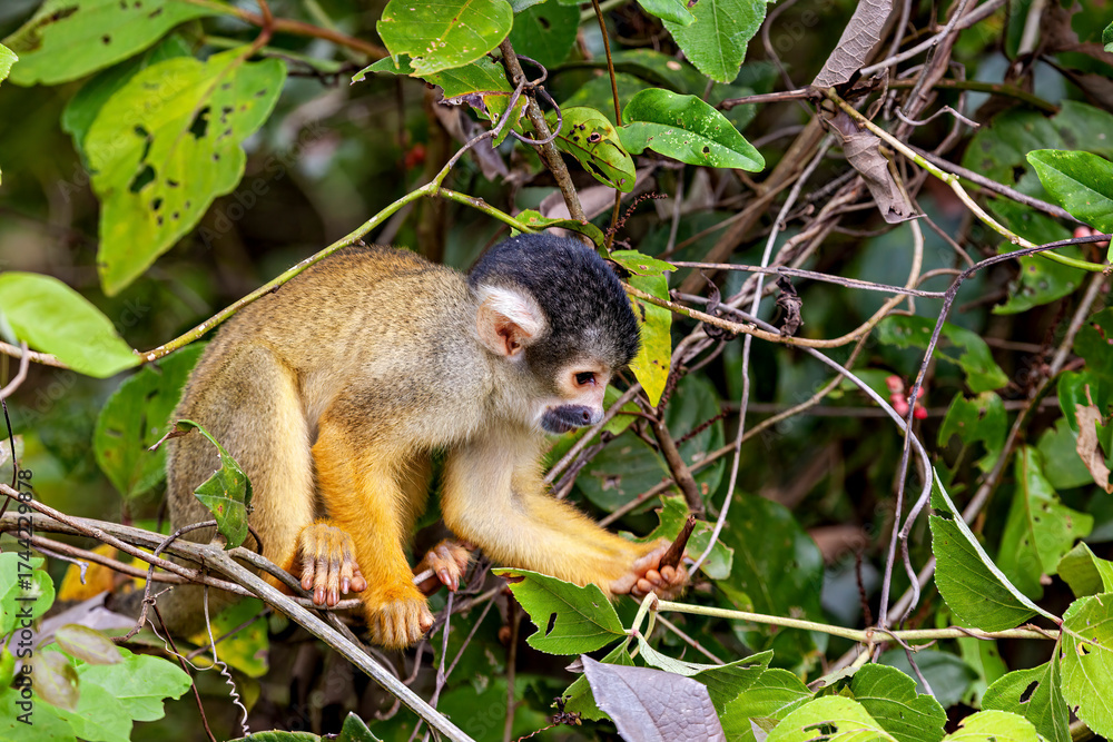 Obraz premium The Bolivian squirrel monkey (Saimiri boliviensis)