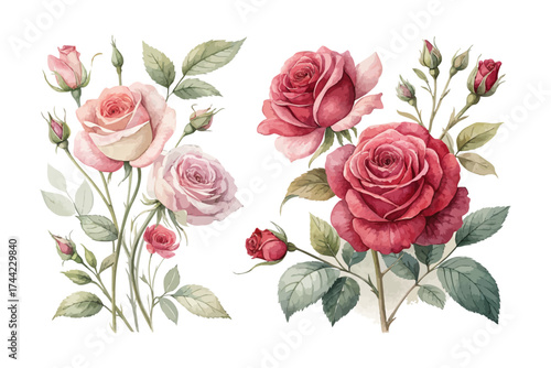Romantic Watercolor Pink and Red Roses Clipart isolated on white background