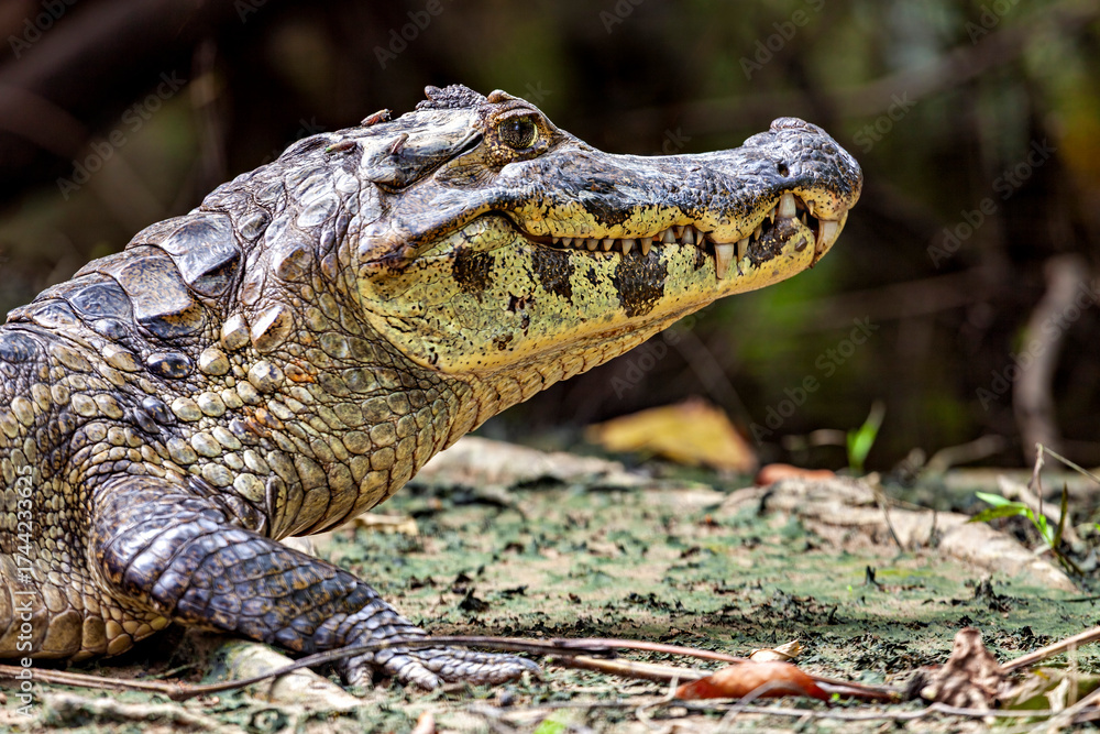 Fototapeta premium The Black Caiman (Melanosuchus niger) in the Pampas Swamps of Bolivia