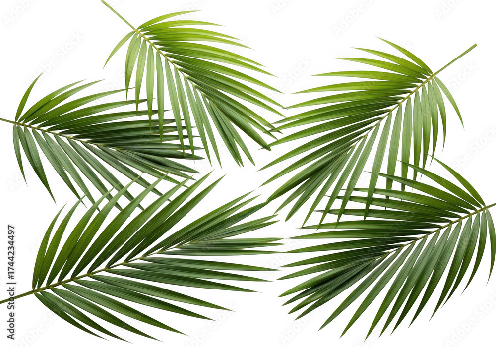 Obraz premium Beautifully arranged green palm fronds with detailed textures on a plain surface isolated on transparent background