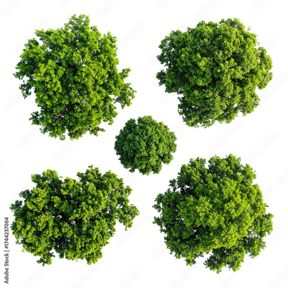 Obraz premium Overhead view of five leafy trees against a black background, arranged in a central pattern