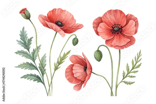 Red Poppy Watercolor Illustration for Posters vector illustration