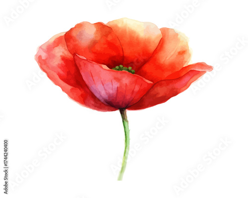 Red Poppy Watercolor Illustration for Posters Isolated on white background