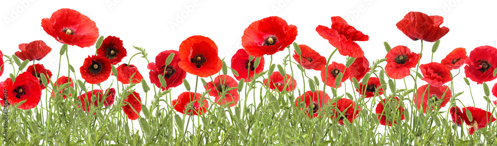 Obraz premium Bright red poppy flowers on white background, banner design